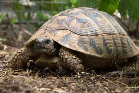 Turtle Stock Photos