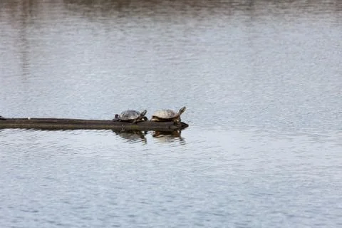 Turtle 스톡 사진