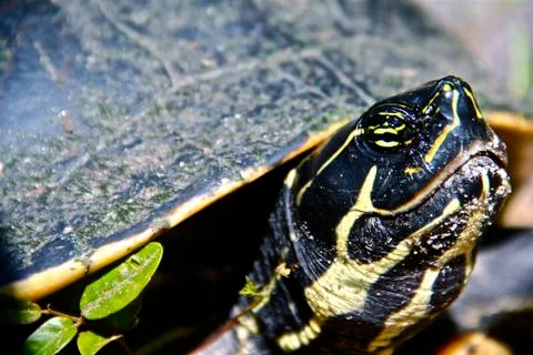 Turtle Stock Photos