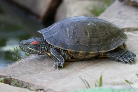 Turtle Stock Photos