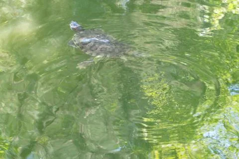 Turtle Photos