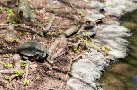 Turtle Foto stock