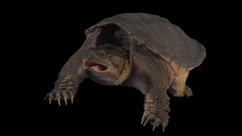 Turtle Stock Photos