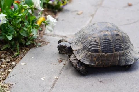 Turtle Stock Photos