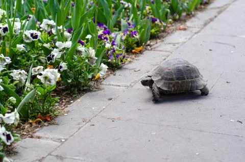 Turtle Stock Photos