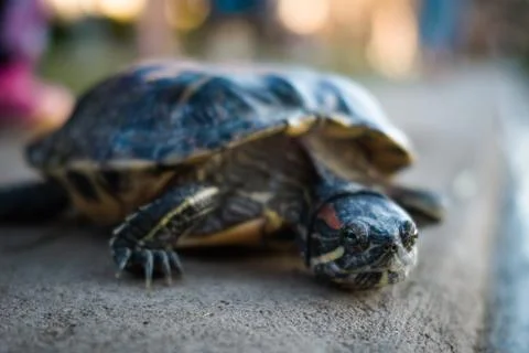 Turtle Stock Photos