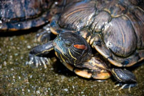 Turtle Stock Photos
