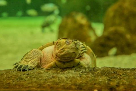 Turtle Stock Photos