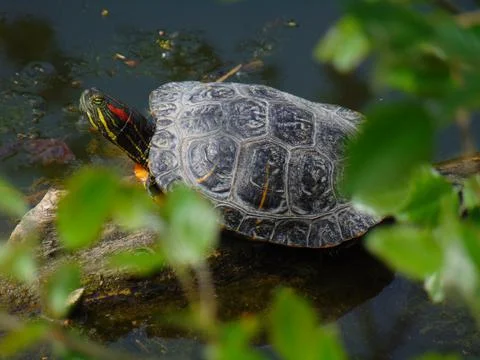 Turtle 写真素材