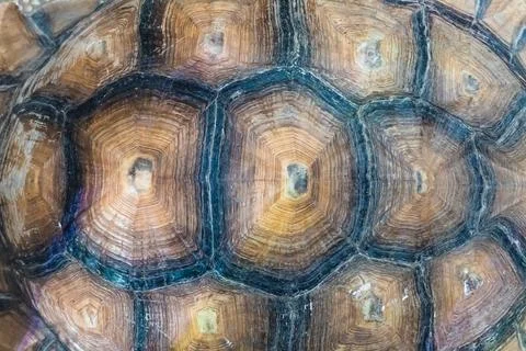 Turtle Stock Photos