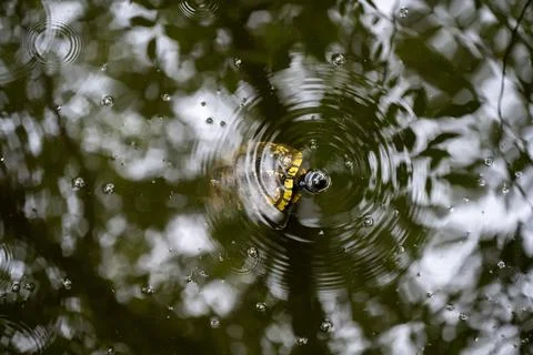 Turtle Stock Photos