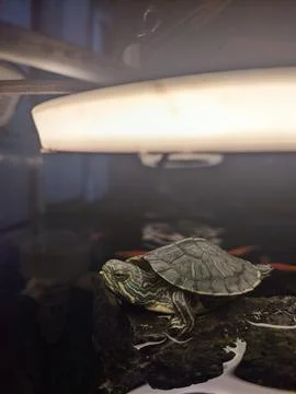 Turtle Stock Photos