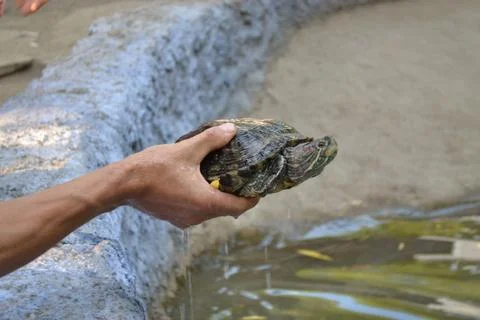 Turtle Stock Photos