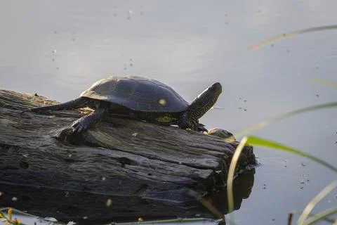The turtle Stock Photos