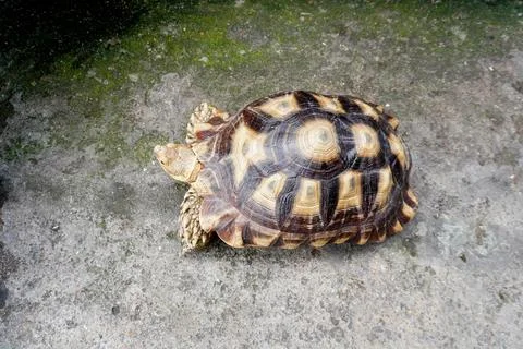 Turtle 写真素材
