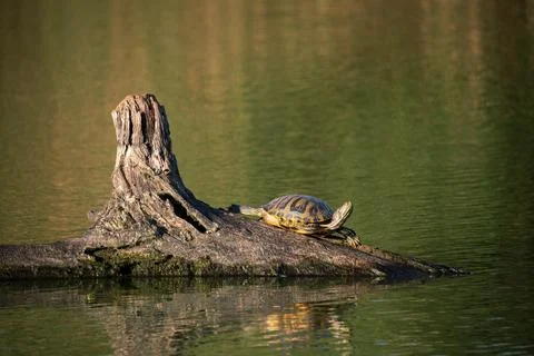 Turtle Stock Photos