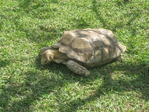 Turtle Stock Photos