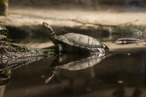 Turtle Stock Photos