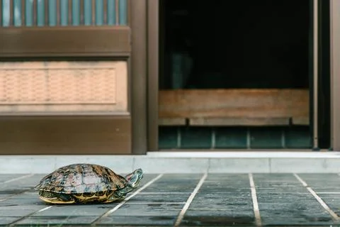 Turtle Stock Photos