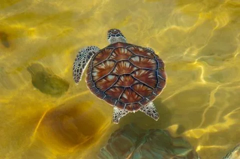 Turtle Stock Photos