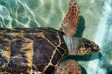 Turtle Stock Photos