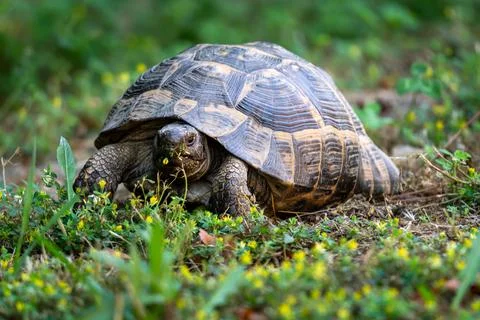 Turtle Stock Photos
