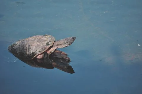 Turtle 库存照片