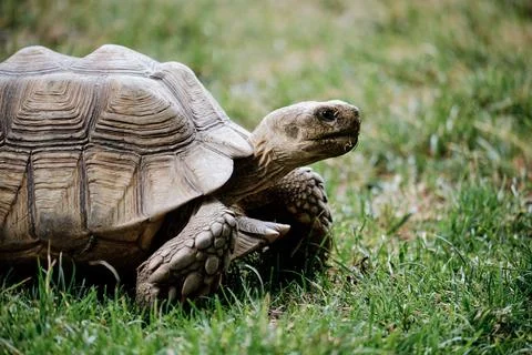 Turtle Stock Photos