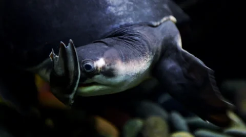 Turtle with a pig snout Stock Footage 32481608