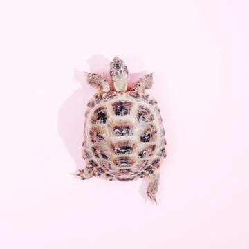 Turtle on pink background 스톡 사진