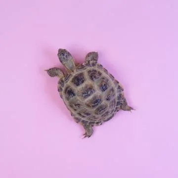 Turtle on pink background Stock Photos