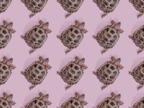 Turtle on pink background 스톡 사진