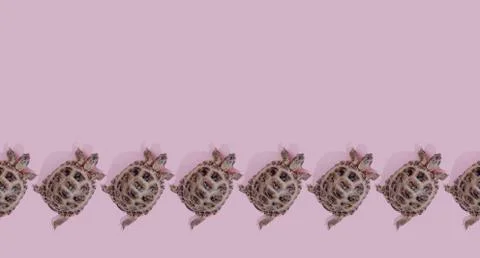 Turtle on pink background Фото