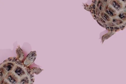 Turtle on pink background Stock Photos