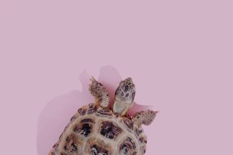 Turtle on pink background 스톡 사진