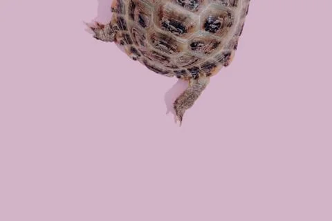 Turtle on pink background 스톡 사진