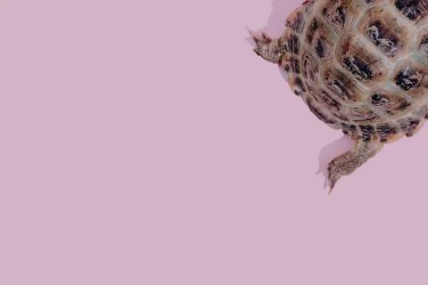 Turtle on pink background Stock Photos