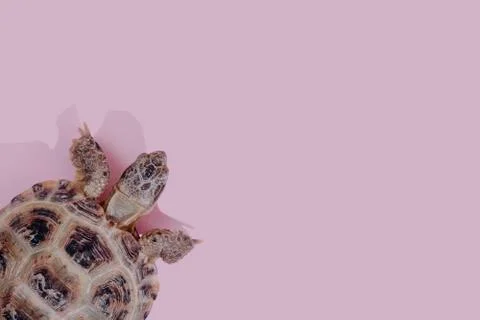 Turtle on pink background 写真素材