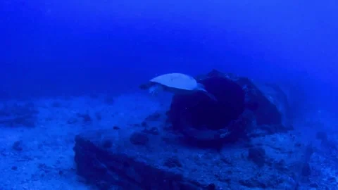 Turtle Pipe 2 Stock Footage 305731598