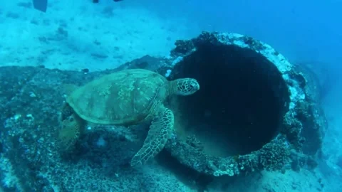 Turtle Pipe Stock Footage 305731599