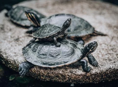 Turtle piramid - young turtle siting on older Stock Photos