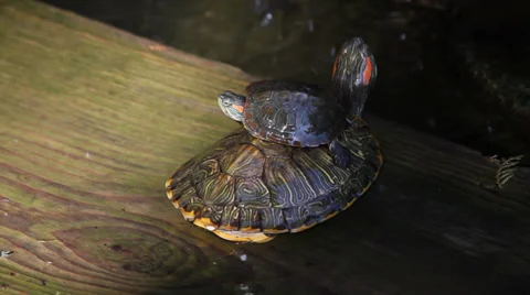 The turtle on a plank in pond Stock Footage 35728212