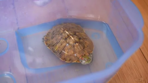 Turtle In Plastic Basin With Water Pouring Stock Footage 333576634