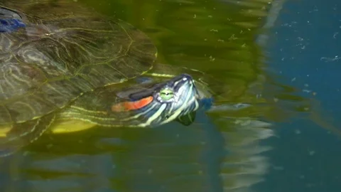 Turtle play with small in water Stock Footage 82263880