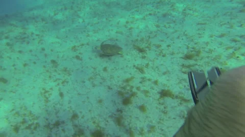 A turtle plays near the bottom of the ocean Video stock 42747086