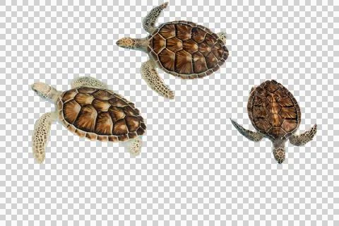 Turtle PNG 85 Stock Photos