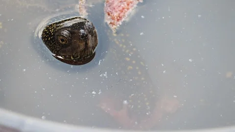 Turtle Pokes Head Out Of Water, Stares At Camera Then Goes Under To Eat. Stock Footage 116252475