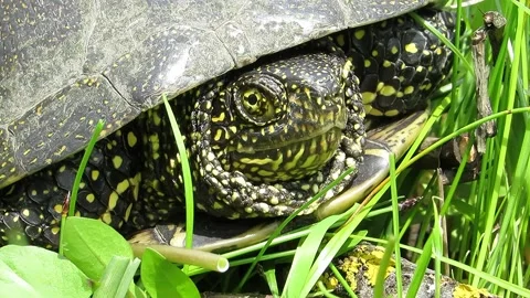 The turtle pokes its head completely out of the shell Emys orbicularis Video stock 153631999