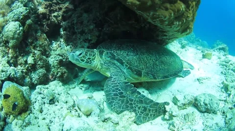 Turtle polishing shell Stock-Footage 65420337