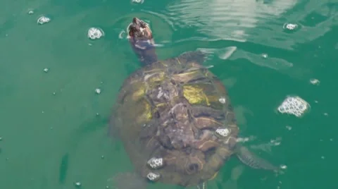 Turtle in Pond 2 Stock Footage 7769000